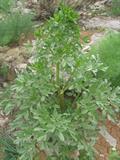 Smyrniopsis aucheri